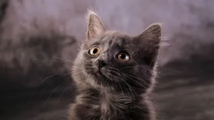 Image de RS.COM