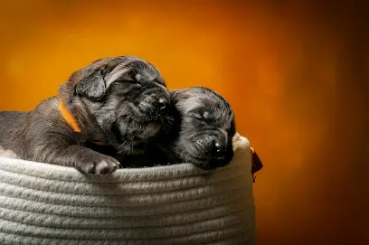 Image de TailorPets